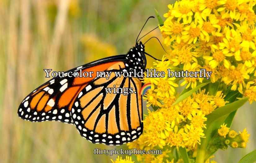 Butterfly Puns for Valentine’s Day