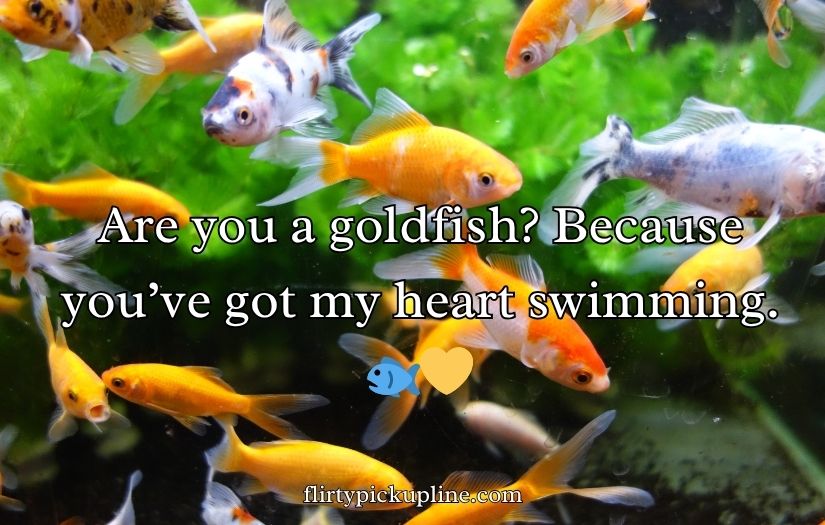 Goldfish Pick-Up Lines