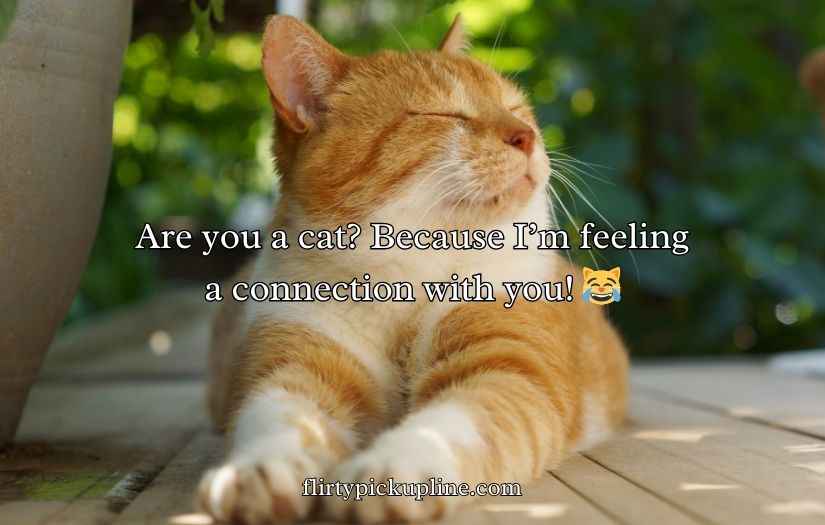 Cat Pick Up Lines