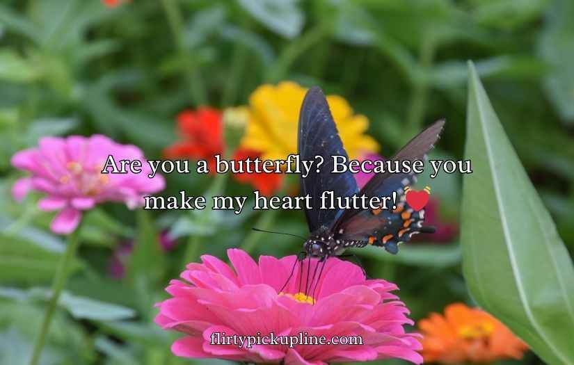 Butterfly Puns for Valentine’s Day