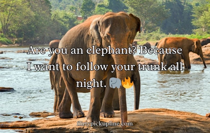 Best Elephant Pick Up Lines And Rizz