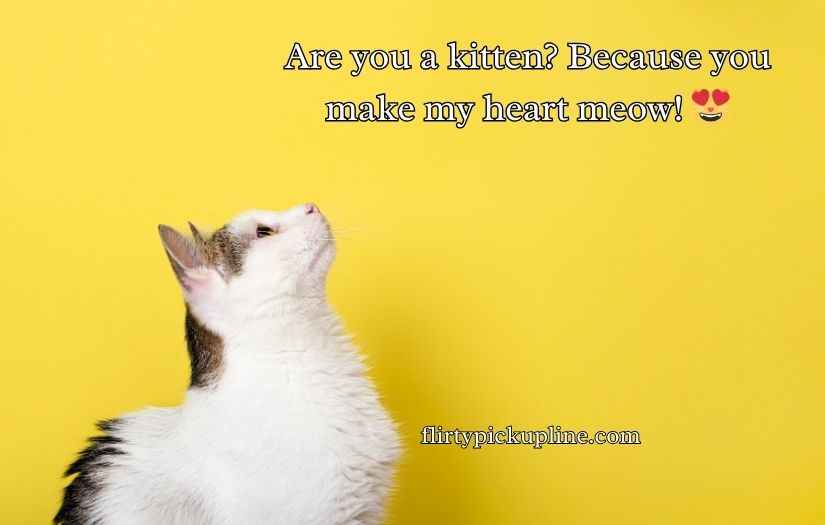 Cat Pick Up Lines