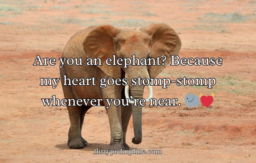 Best Elephant Pick Up Lines And Rizz