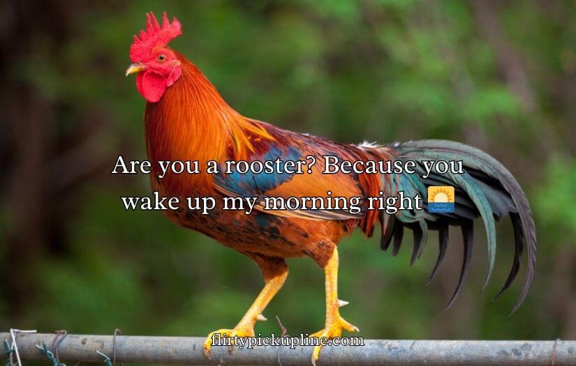 Chicken Pick Up Lines