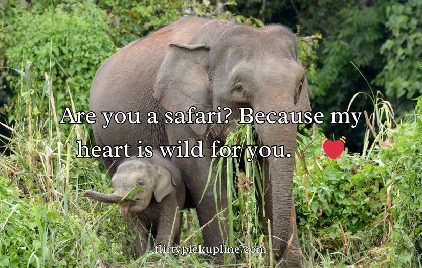 Best Elephant Pick Up Lines And Rizz
