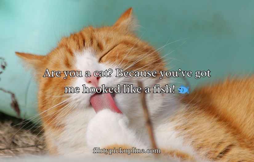 Cat Pick Up Lines