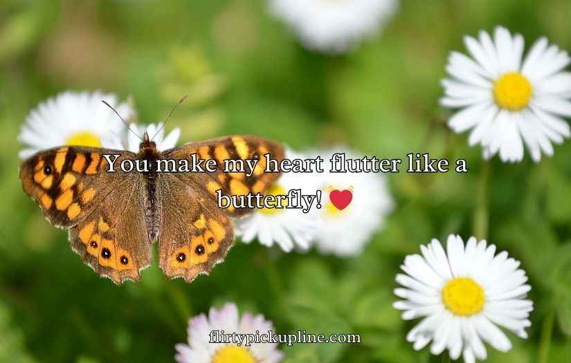 Butterfly Puns for Valentine’s Day