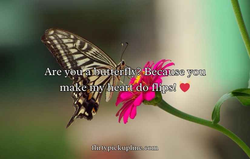 Butterfly Puns for Valentine’s Day