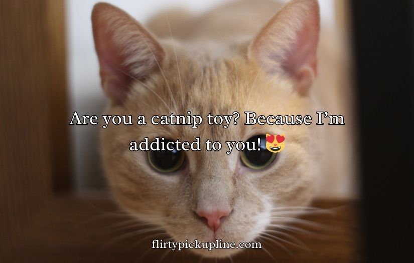 Cat Pick Up Lines
