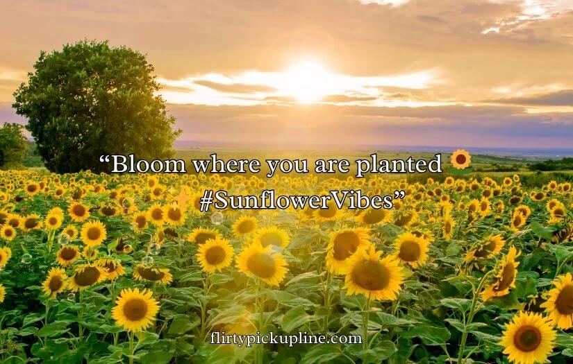 Sunflower Rizz Lines