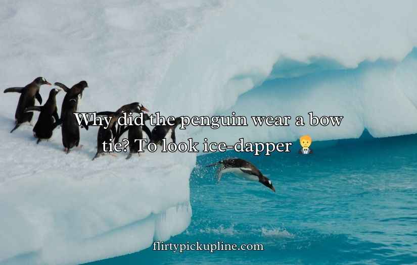 Penguin Jokes Puns