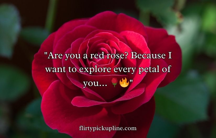 Red Roses Pick Up Lines