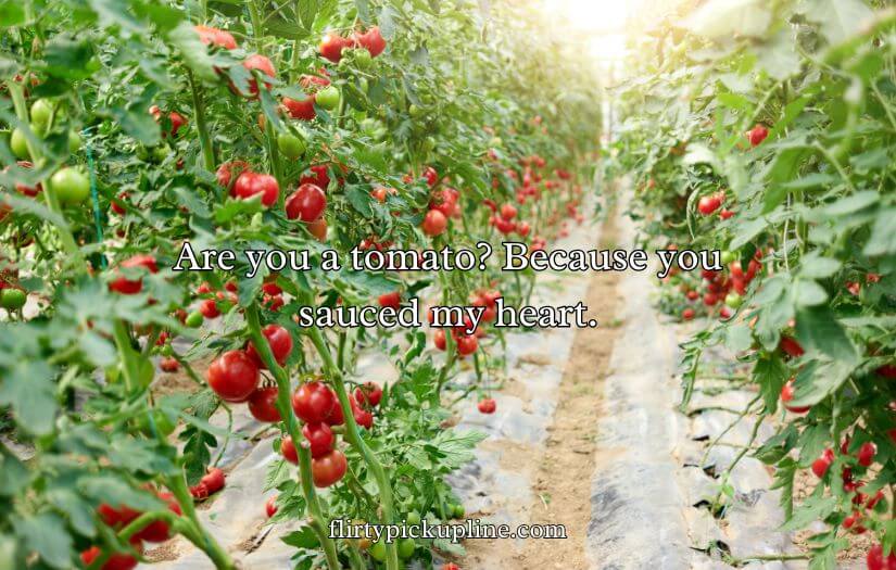 Tomato Pick Up Lines