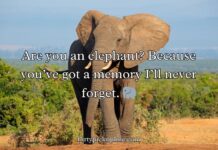 Best Elephant Pick Up Lines And Rizz Best Elephant Pick Up Lines And Rizz