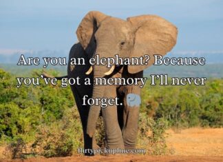 Best Elephant Pick Up Lines And Rizz Best Elephant Pick Up Lines And Rizz
