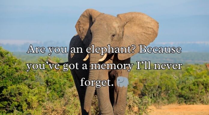 Best Elephant Pick Up Lines And Rizz Best Elephant Pick Up Lines And Rizz