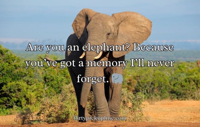 Best Elephant Pick Up Lines And Rizz Best Elephant Pick Up Lines And Rizz
