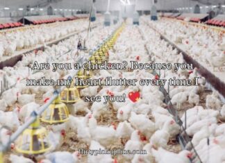 Chicken Pick Up Lines Chicken Pick Up Lines