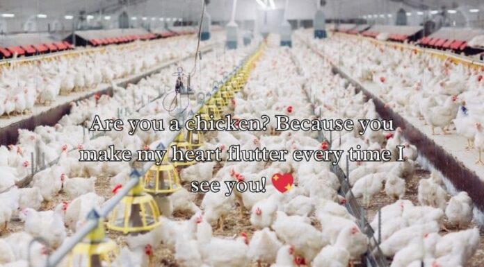 Chicken Pick Up Lines Chicken Pick Up Lines