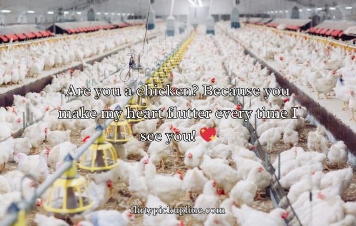 Chicken Pick Up Lines