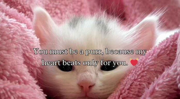 Cat Pick Up Lines Cat Pick Up Lines