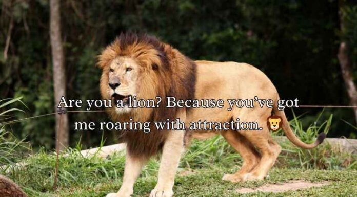 Animal Pick Up Lines Animal Pick Up Lines