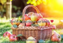 Apple Puns Apple Puns