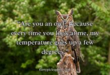 Best Owl Pick Up Lines Best Owl Pick Up Lines