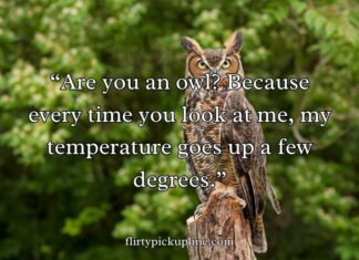 Best Owl Pick Up Lines Best Owl Pick Up Lines