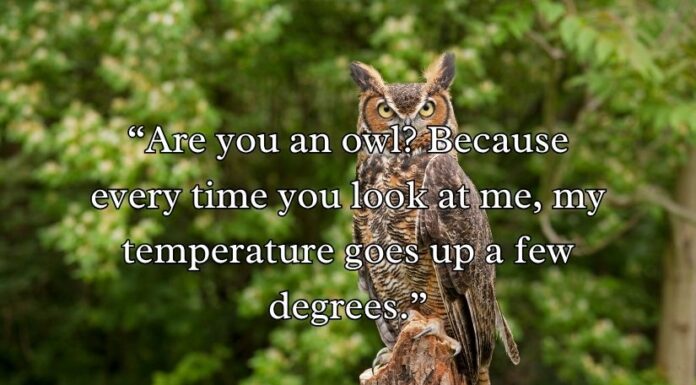 Best Owl Pick Up Lines Best Owl Pick Up Lines