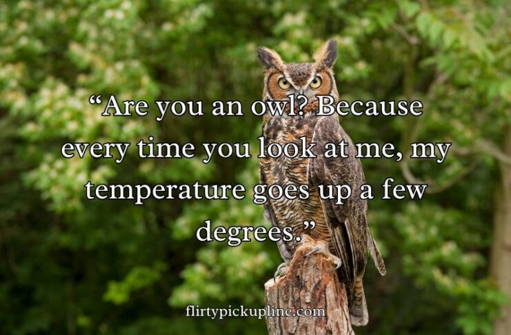 Best Owl Pick Up Lines Best Owl Pick Up Lines