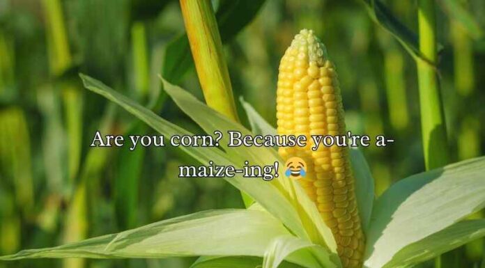 Corn Pick Up Lines Corn Pick Up Lines