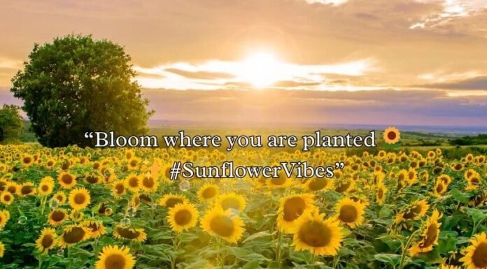 Sunflower Rizz Lines Sunflower Rizz Lines