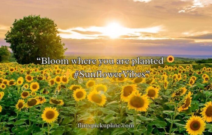 Sunflower Rizz Lines Sunflower Rizz Lines