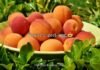 Funny Peach Puns Funny Peach Puns