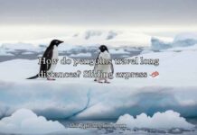 Penguin Jokes Puns Penguin Jokes Puns