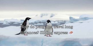 Penguin Jokes Puns Penguin Jokes Puns