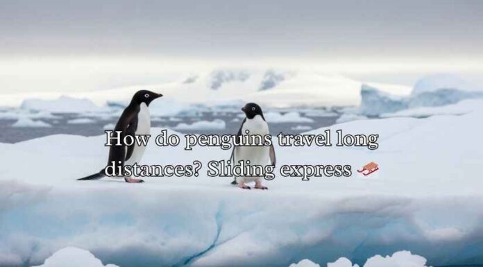 Penguin Jokes Puns Penguin Jokes Puns