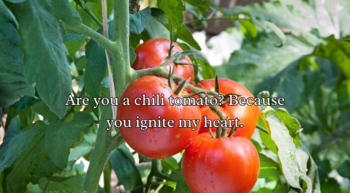 Tomato Pick Up Lines Tomato Pick Up Lines