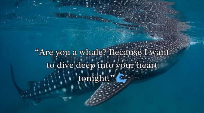 Whale Rizz Lines Whale Rizz Lines