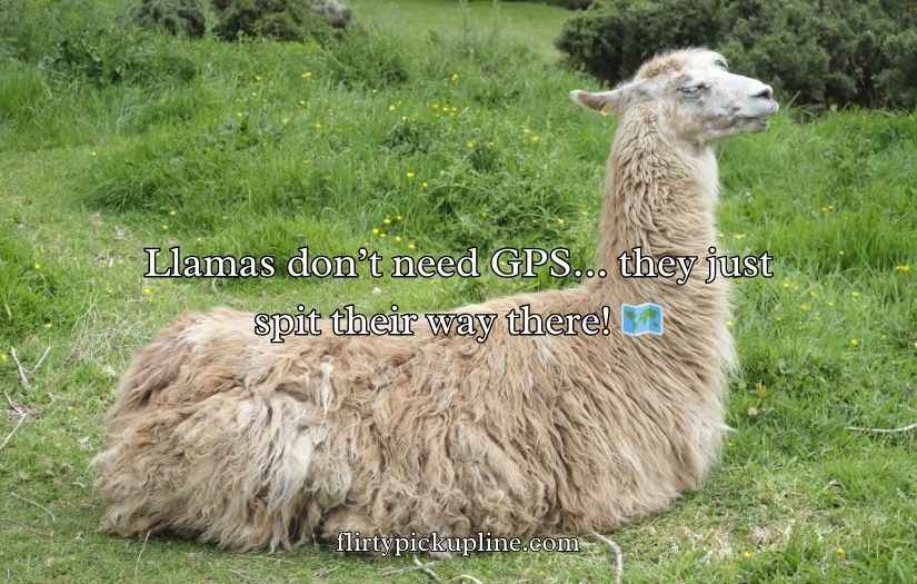 Llama Puns and Jokes