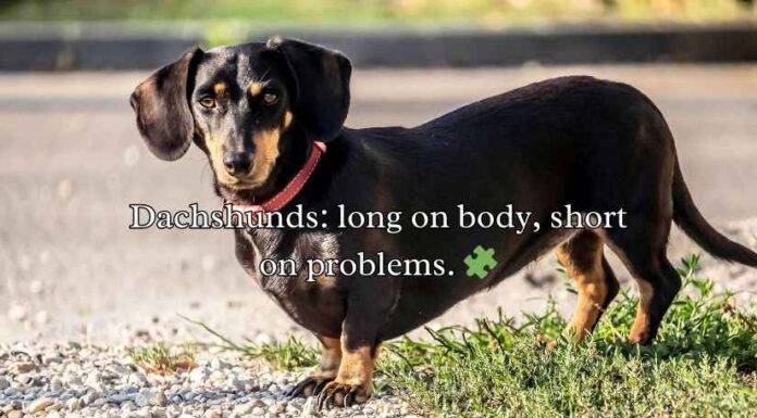 Dachshund Puns Dachshund Puns