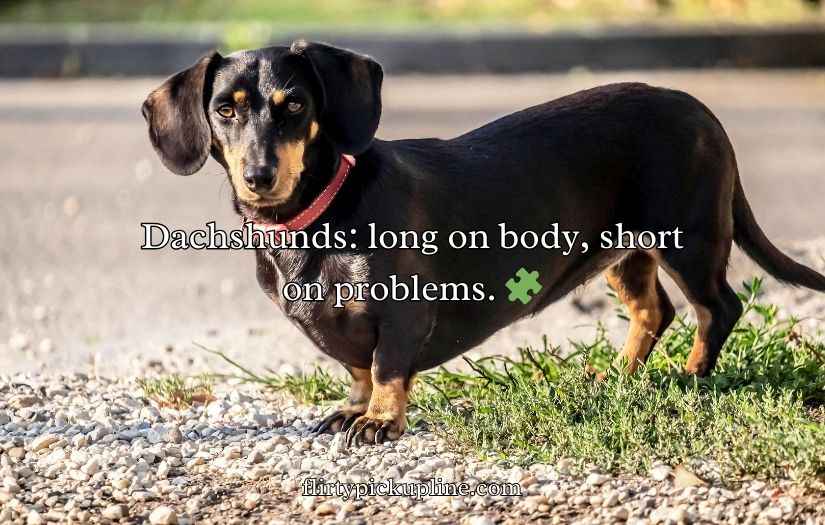 Dachshund Puns