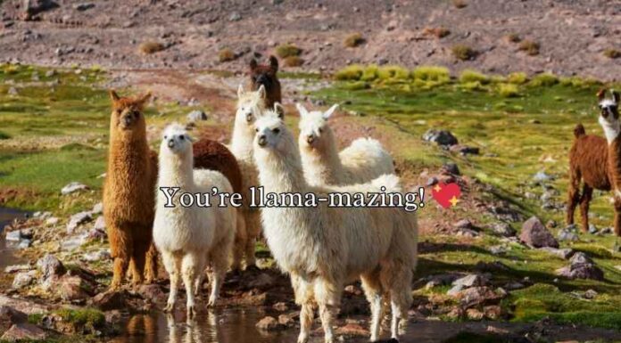 Llama Puns and Jokes Llama Puns and Jokes