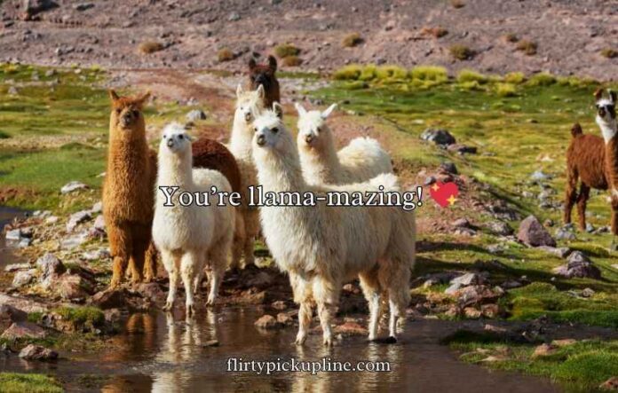 Llama Puns and Jokes