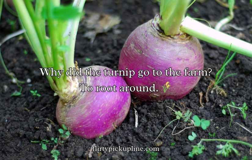 Turnip Puns and Jokes