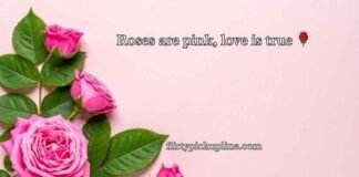 Pink Puns Pink Puns
