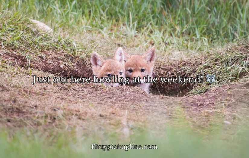 Funny Coyote Puns & Jokes One Liner