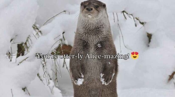 Otter Puns and Jokes Otter Puns and Jokes