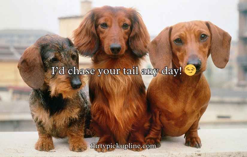 Dachshund Puns